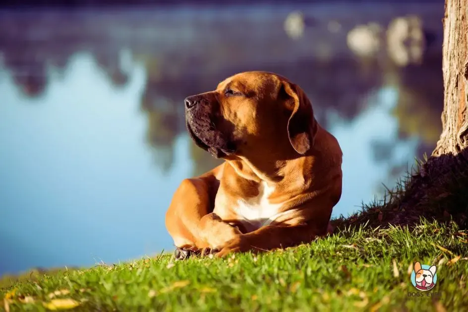 rottweiler vs boerboel