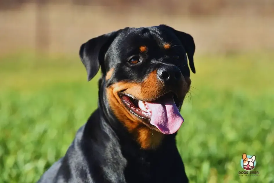 rottweiler vs boerboel