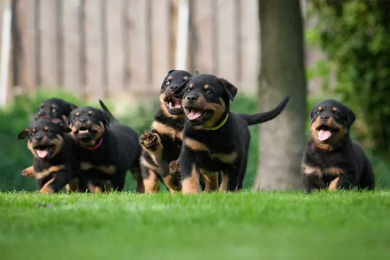 American Rottweiler Puppies reviews
