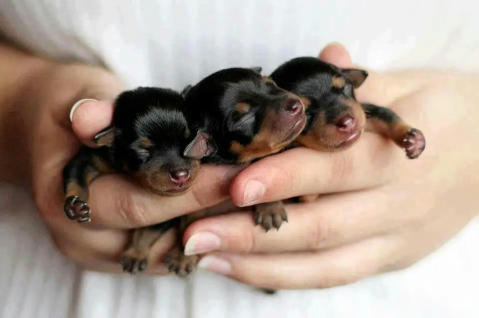 How to take care of new born Rottweiler Puppies after birth?