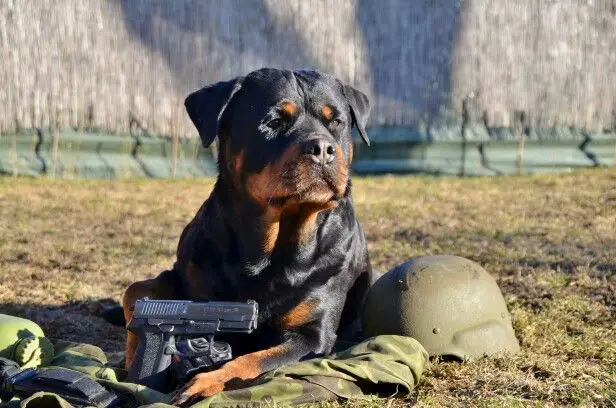 Rottweilers can be used in military operations?