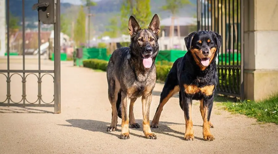 Are Rottweilers more aggressive than German Shepherds?