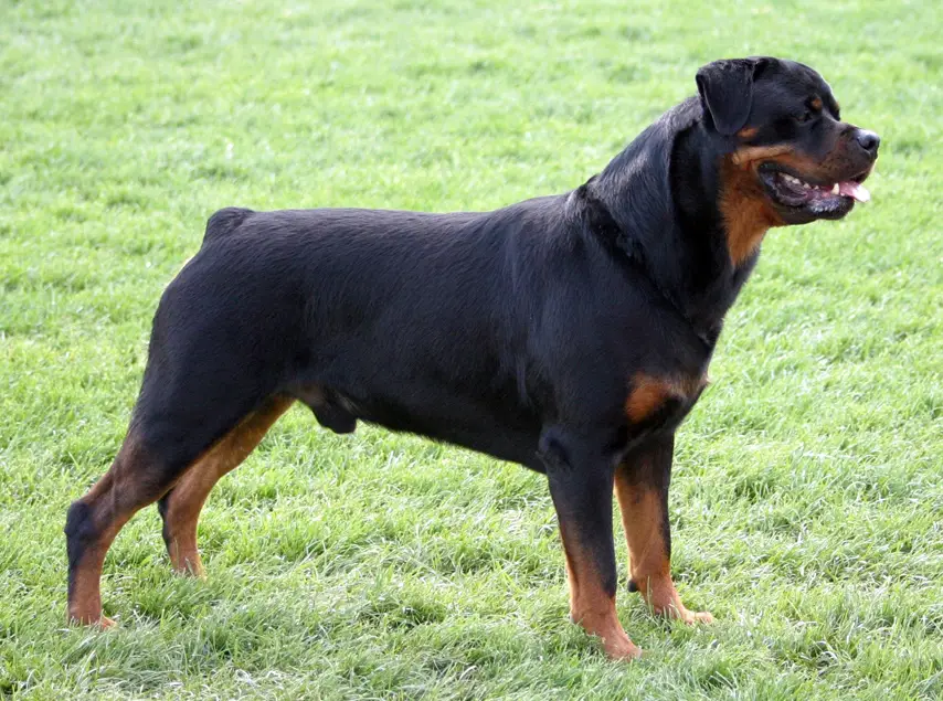 Are Rottweilers tail docked?