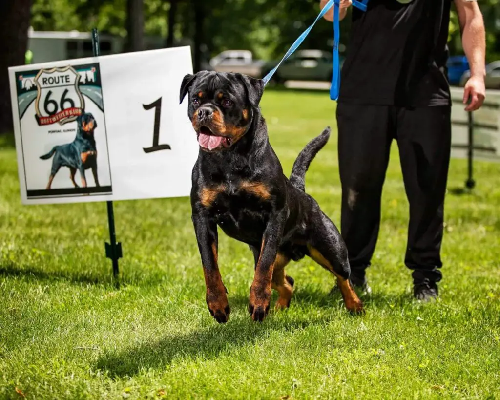 How to train the Rottweiler to be a good guard dog?