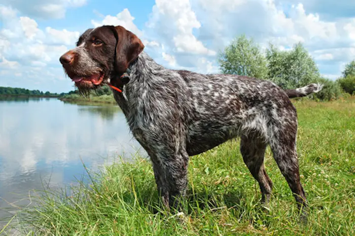 Difference between Wirehaired pointing griffon vs German wirehaired