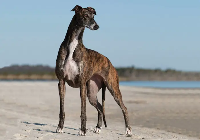 Long height Greyhound dog breed