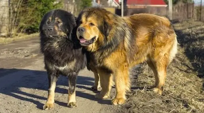 Caucasian shepherd vs Tibetan Mastiff fight