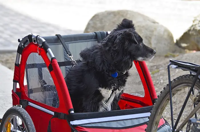 Essential Features in Dog Bikes- How to buy dog bicycles 2020