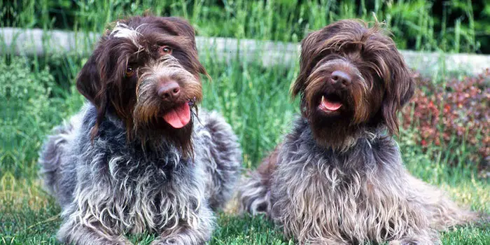 Difference between Wirehaired pointing griffon vs German wirehaired pointer