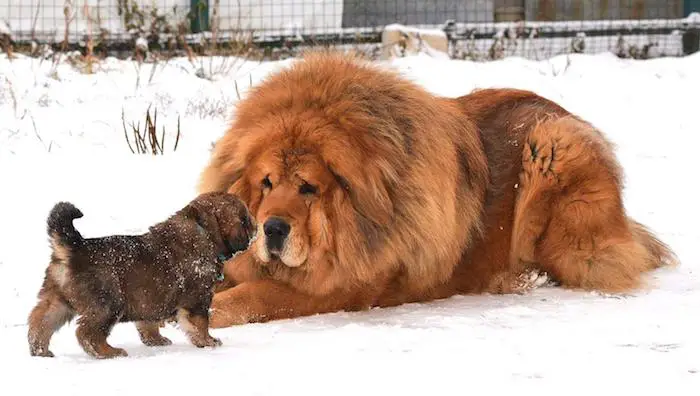 Caucasian shepherd vs Tibetan Mastiff fight