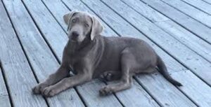 gray lab with blue eyes
