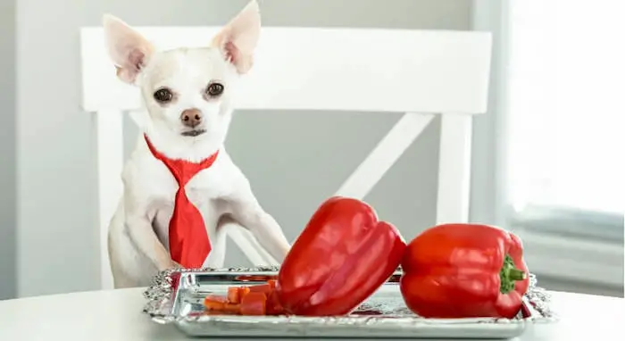 Can Dogs eat bell peppers?
