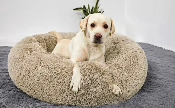 Best Calming Beds For dogs