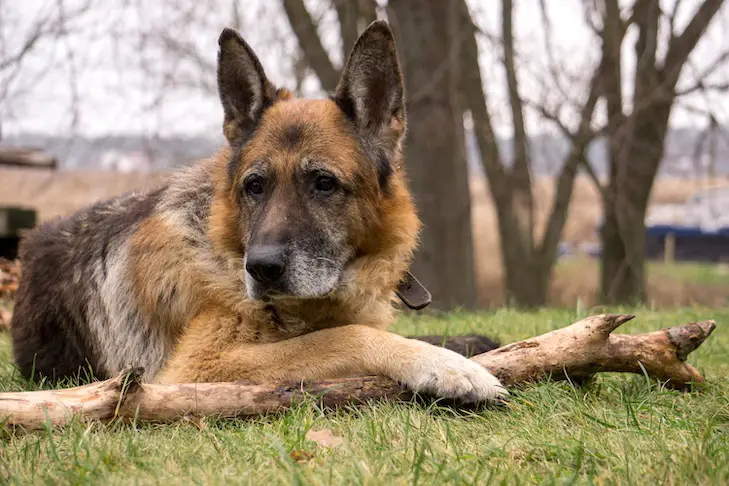 How Supplements Help Dogs with Arthritis