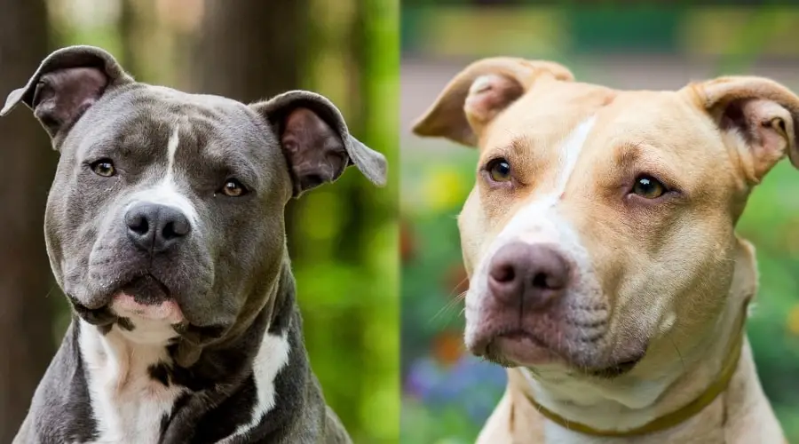 Staffordshire bull terrier vs Pitbull Comparison