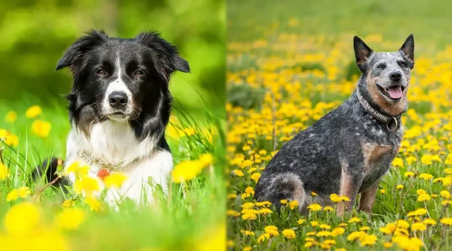 Australian Cattle Dog vs Border Collie