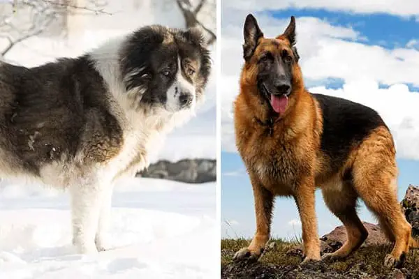 Caucasian Shepherd vs German Shepherd