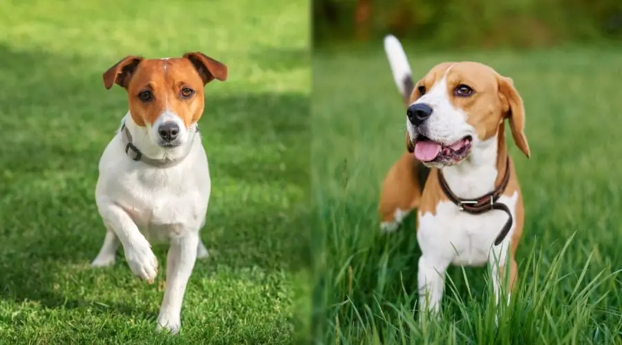 Jack Russell Terrier vs Beagle fight comparison- who will win?