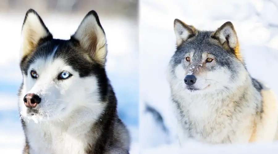 Siberian husky vs wolf