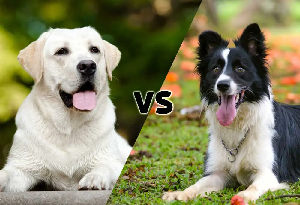 Border Collie vs Labrador Retriever comparison- who will win?
