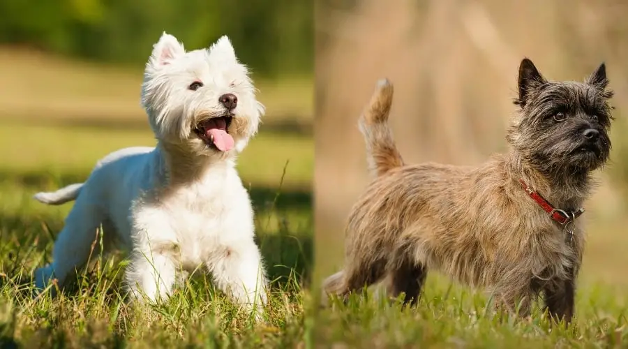 Cairn Terrier vs West Highland Terrier