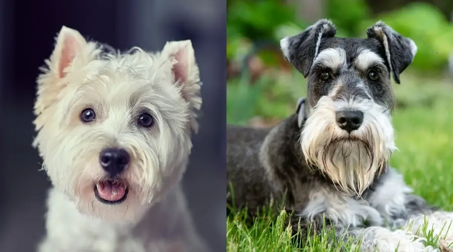 West Highland Terrier vs Miniature Schnauzer