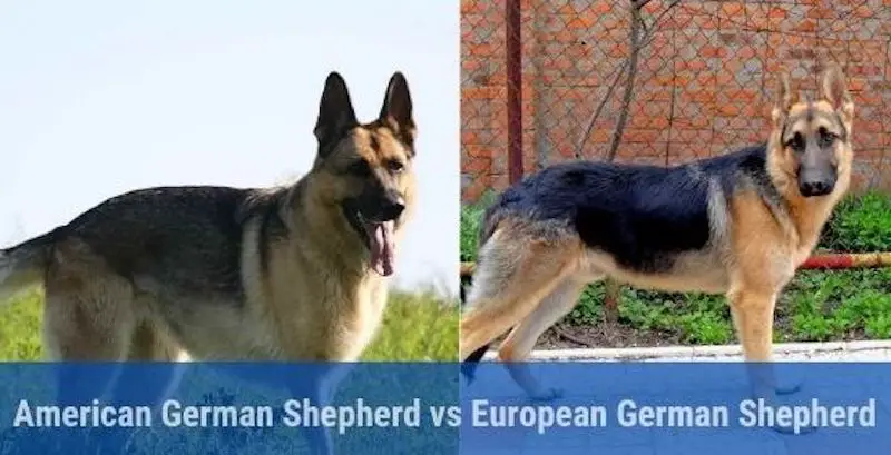 American german shepherd vs european german shepherd