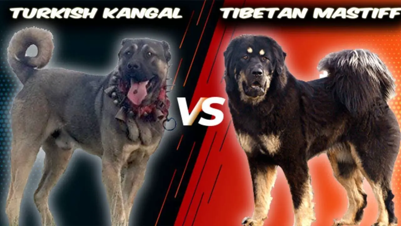 Tibetan Mastiff vs Kangal Dog