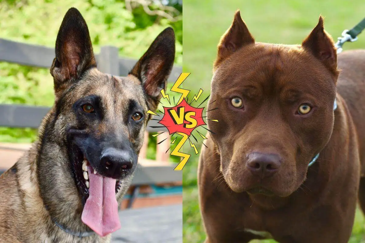 Pitbull vs German shepherd fight comparison- who will win?