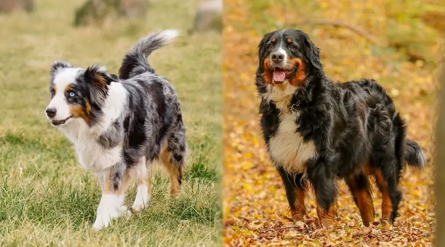 Australian Shepherd vs Bernese Mountain Dog - who will win?