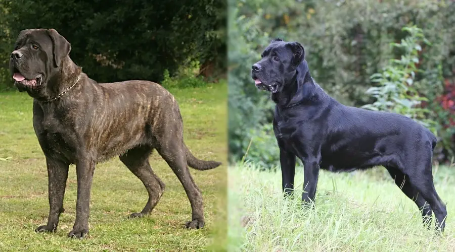 Mastiff vs Cane Corso