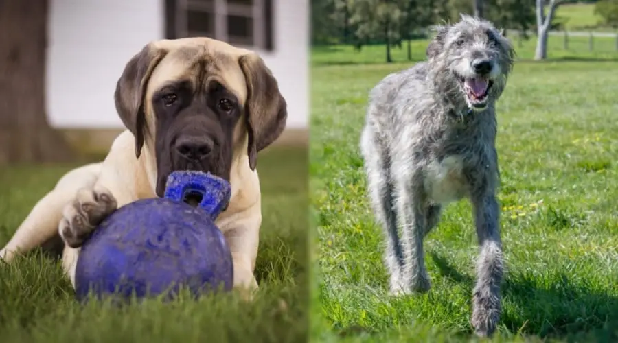 English Mastiff vs Irish Wolfhound