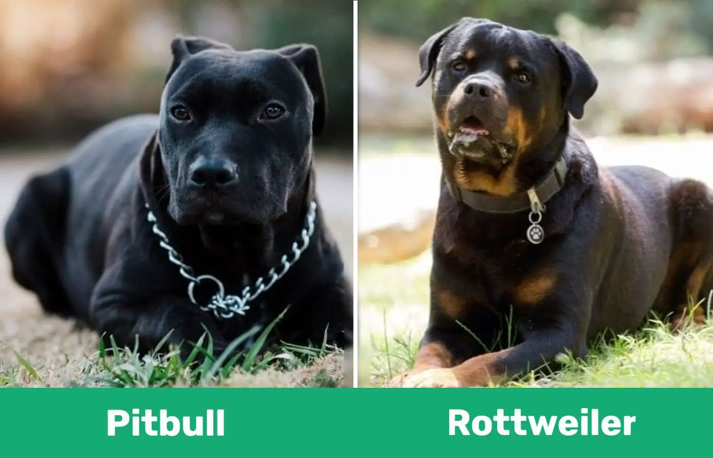 Rottweiler vs Pitbull fight comparison- who will win?