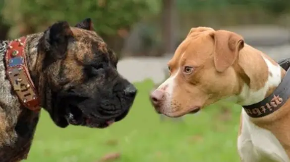Presa-canario vs pitbull fight comparison- who will win?