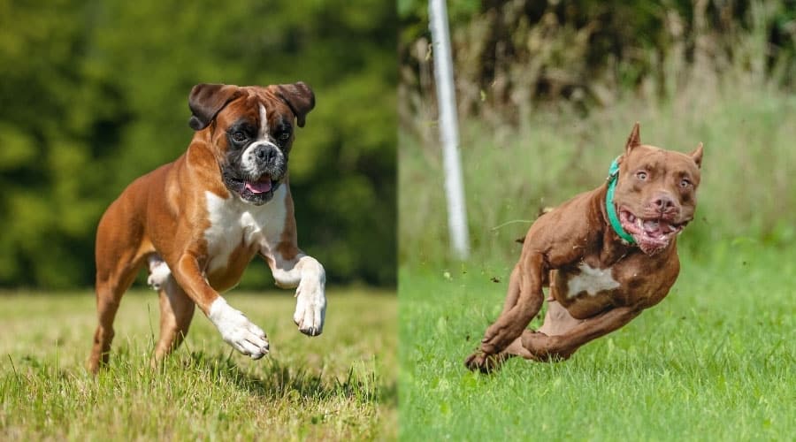 Boxer vs pitbull fight comparison- who win will?