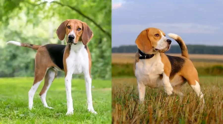 Foxhound vs beagle fight comparison- who will win?