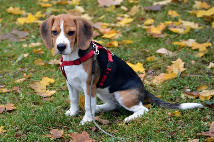How Long Does it Take to Train a Beagle Puppy for Potty?