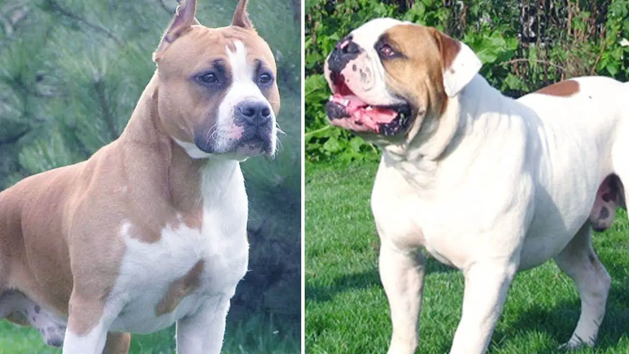 American Bulldog vs Pitbull fight comparison- who will win?