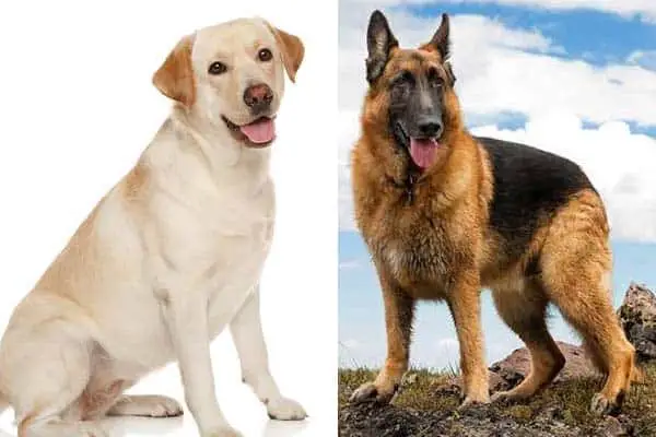 Labrador retriever vs german shepherd fight comparison