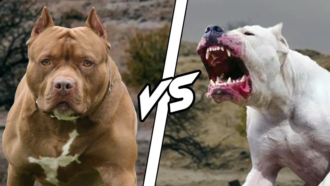 Dogo Argentino vs Pitbull