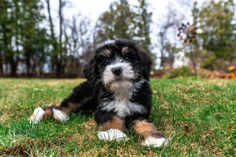 How Much does a Bernedoodle Puppy cost?