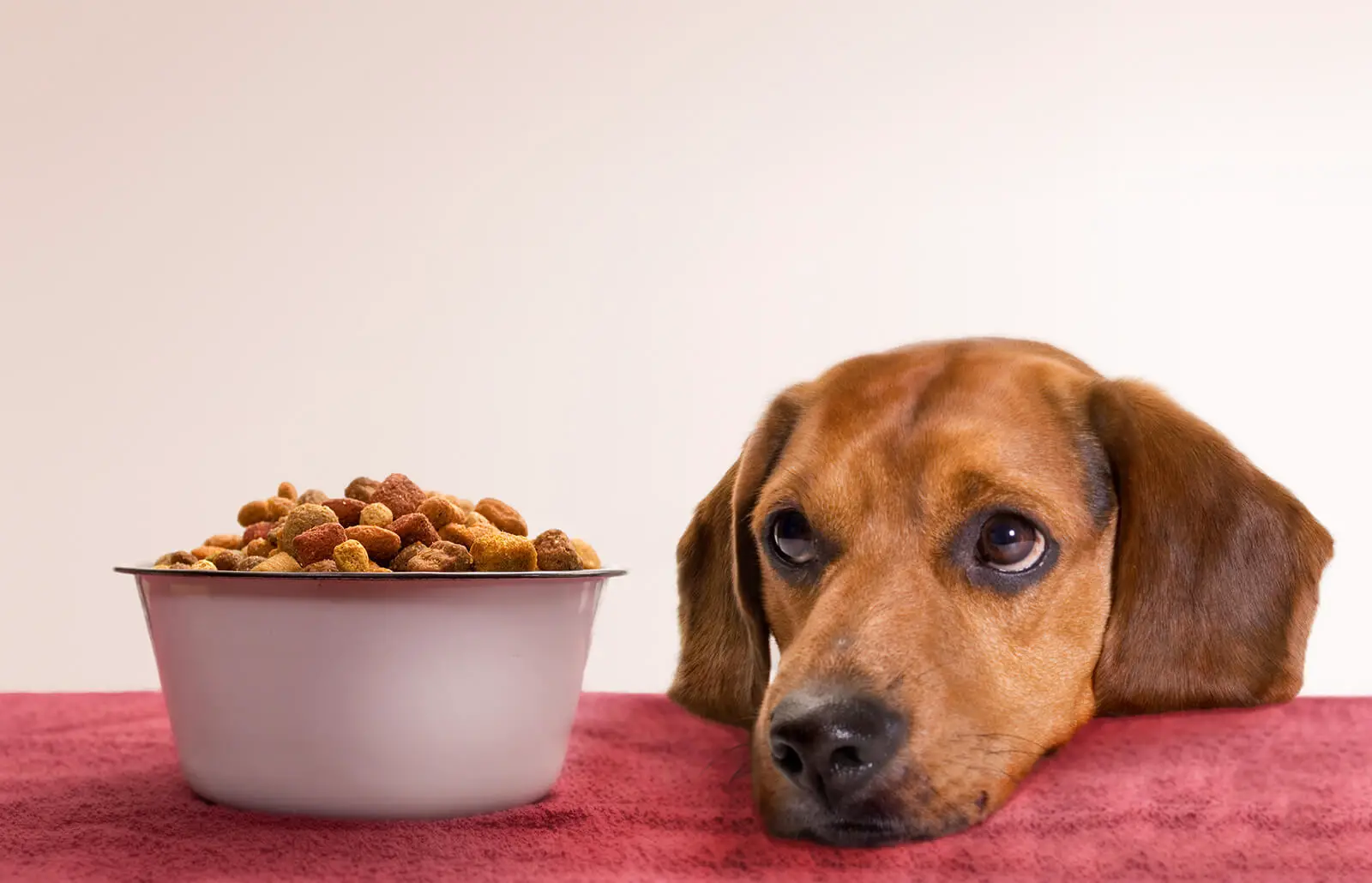 Best Dog Food to prevent them from Allergies in 2022