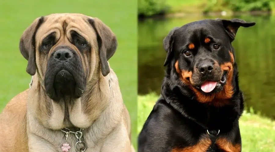 Mastiff-vs-rottweiler fight comparison- who will win?