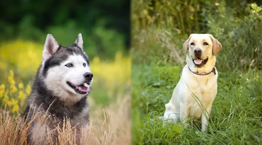 Siberian-husky-vs-Labrador fight comparison- who will win?