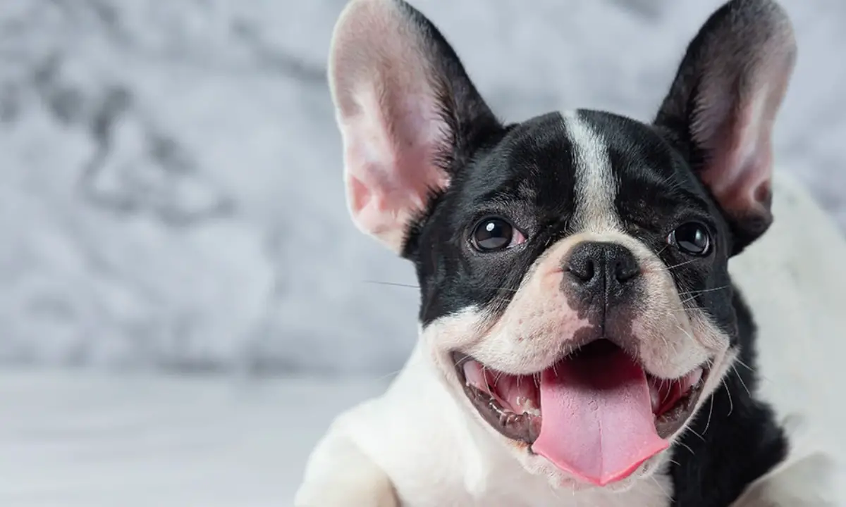 What Do You Need To Do If Your Dog Doesn’t Stop Panting?