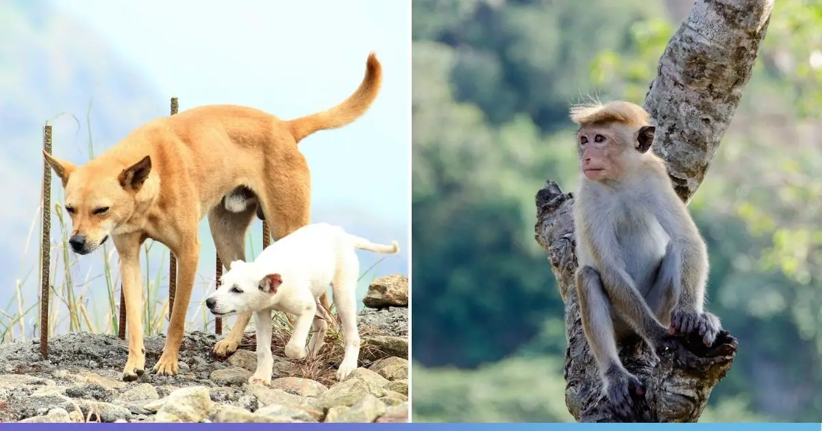 Dog vs monkey fight comparison- who going to win?
