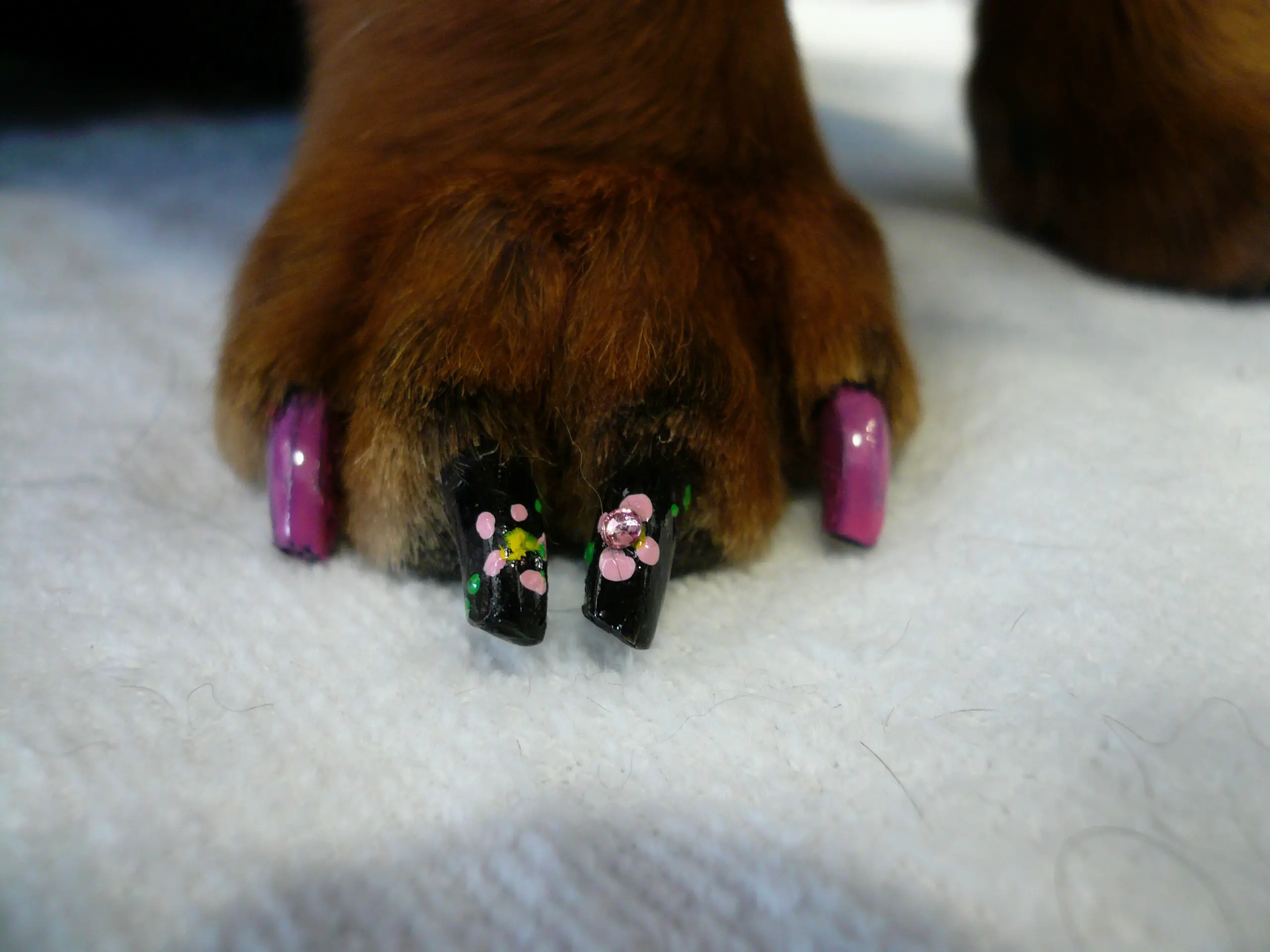 Where To Buy Dog Nail Polish- Best Choice In 2023