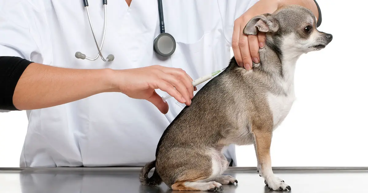 Can dogs have side effects from rabies shot?