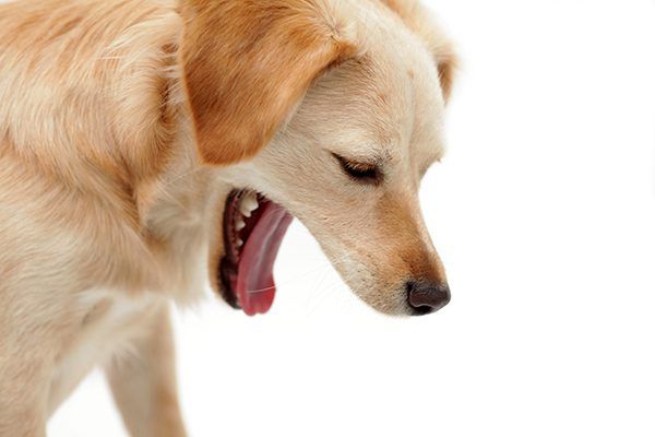 What It Means When Dog Vomiting Blood But Acting Normal?