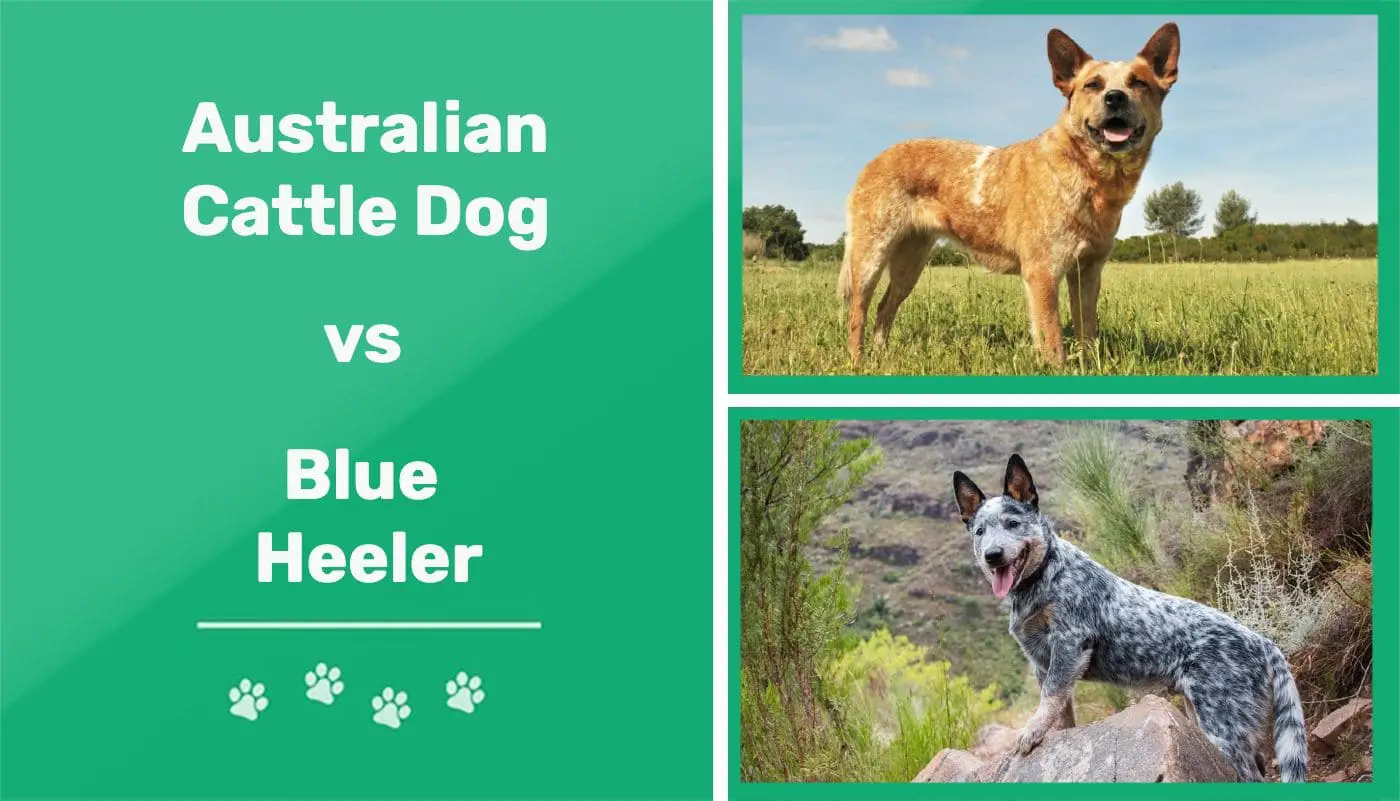 Australian Cattle Dog Vs Blue Heeler Comparison And Difference